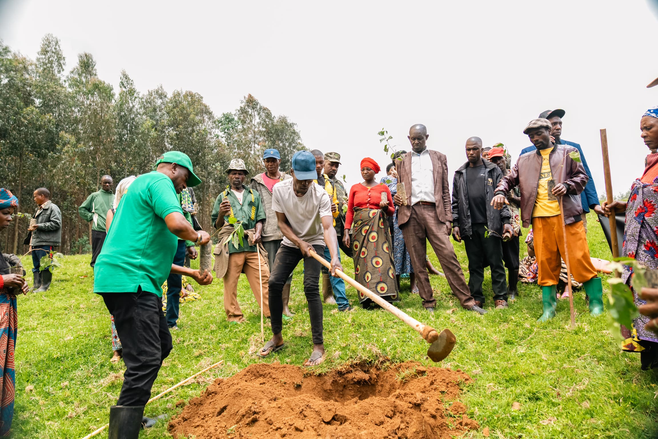 Restoring Gishwati: A Journey of Reforestation, Sustainability,